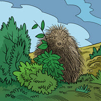 Kofenek poznaje planetę Ziemię - Ilustracja do odcinka 182: Urson - Igłozwierz północnoamerykański