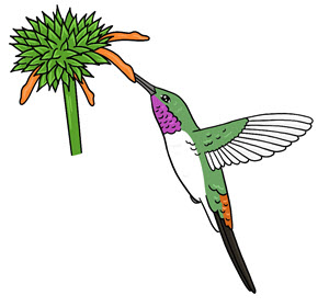zwierzę miesiąca - koliber