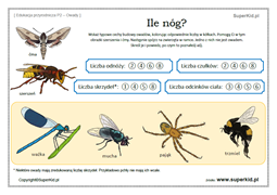 edukacja przyrodnicza - owady - budowa biedronki