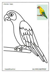 kolorowanka 3-4 l. - ptaki świata - papuga