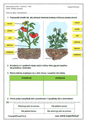karty pracy klasa 2 przyroda - rośliny uprawne - pomidor i ziemniak