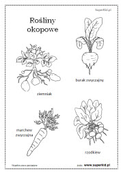 kolorowanka - rośliny okopowe
