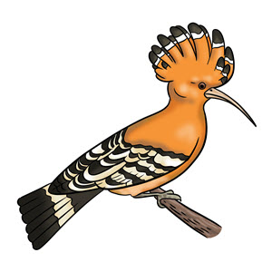dudek - ptak, który przylatuje do nas na wiosnę i odlatuje na zimę do ciepłych krajów