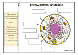 biologia - infografiki - dopasuj etykietki - budowa komórki zwierzęcej