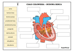 biologia - ciało człowieka - układ krążenia - budowa serca