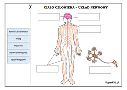 biologia klasa 7 - ciało człowieka - układ nerwowy - dopasuj podpis do obrazka