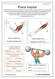biologia klasa 7 - ciało człowieka - układ ruchu - praca mięśni ćwiczenie do druku