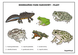 Plansze edukacyjne - Biebrzański Park Narodowy - Płazy