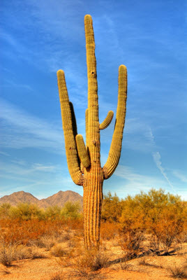 największy kaktus świata