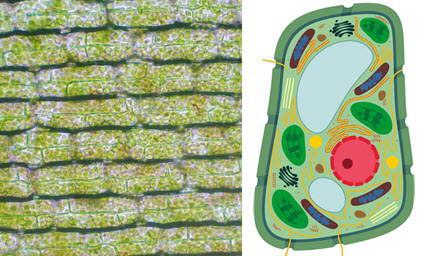 komórki roślinne