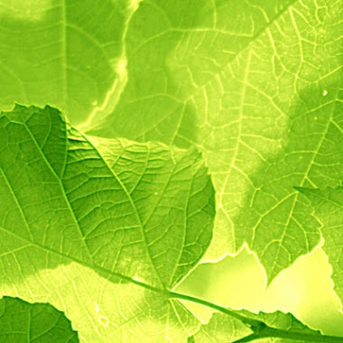 liście ( fotosynteza )