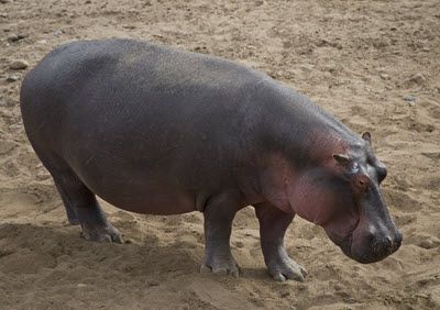 hipopotam nilowy