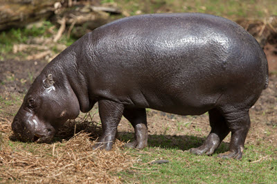 hipopotam karłowaty