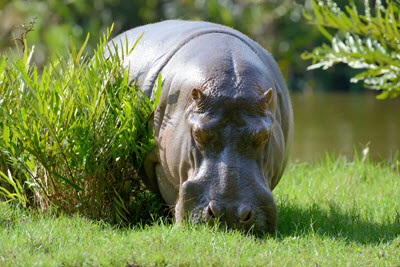 hipopotam je trawę