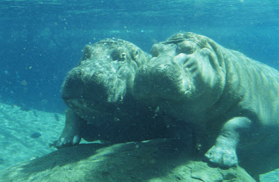 hipopotamy pod wodą