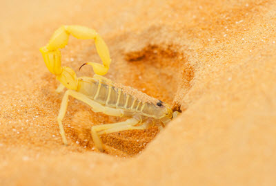 skorpion