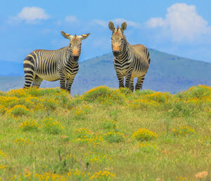 zebra górska