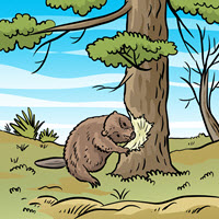 Kofenek poznaje planetę Ziemię - Ilustracja do odcinka 116: Drwal – Bóbr ścinający drzewo