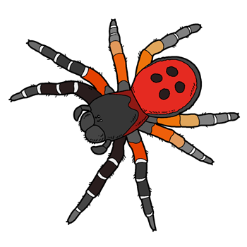 zwierzę miesiąca - pająk