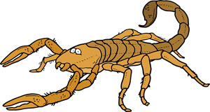 zwierzę miesiąca - skorpion