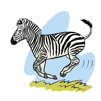 zwierzę miesiąca - zebra
