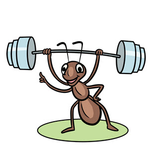zwierzę miesiąca - mrówka
