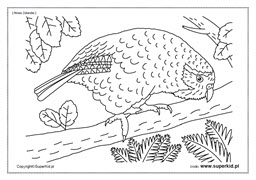 kolorowanka papuga kakapo