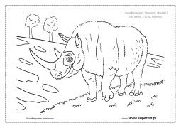 kolorowanka - nosorożec włochaty