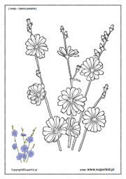 kolorowanki - kwiaty