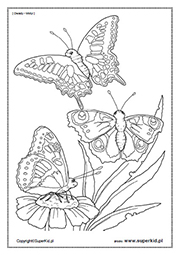 kolorowanka - Motyle