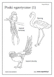 kolorowanki - ptaki egzotyczne (1)