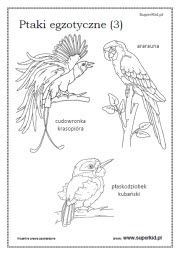 kolorowanki - Ptaki egzotyczne (3)