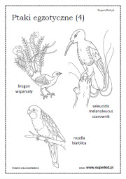 kolorowanki - Ptaki egzotyczne (4)