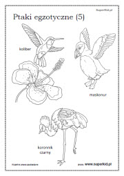 kolorowanki - Ptaki egzotyczne (5)