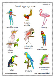 kolorowanki - Ptaki egzotyczne (1-3)