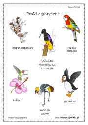 kolorowanki - Ptaki egzotyczne (4-5)