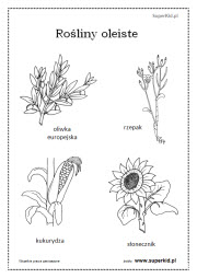 kolorowanka - rośliny oleiste