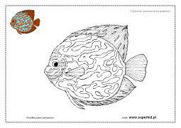 rybki akwariowe - dyskowiec pomarańczowy