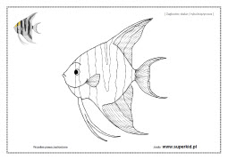 rybki akwariowe - żaglowiec skalar