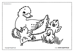 kolorowanka - kaczka z młodymi