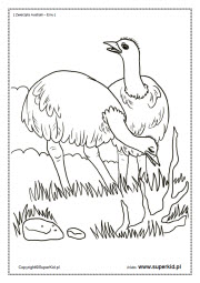 kolorowanki - zwierzęta - emu