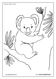 kolorowanki - zwierzęta - koala