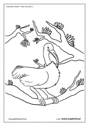 kolorowanka - ibis czarnopióry
