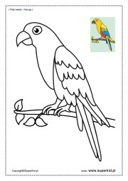 kolorowanki- ptaki świata - papuga