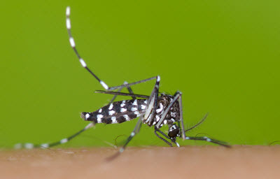 komar azjatycki