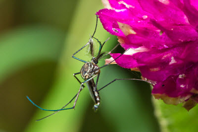 samiec komara