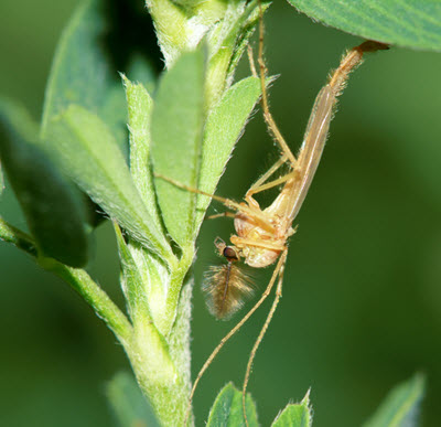 samiec komara